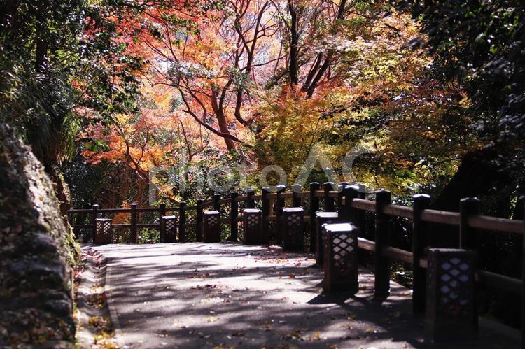 美しい紅葉と木漏れ日と坂道 紅葉,秋,風景の写真素材