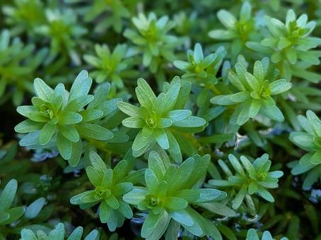 水草 植物 水草 植物の写真