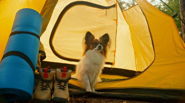 テント横のマットと犬の写真