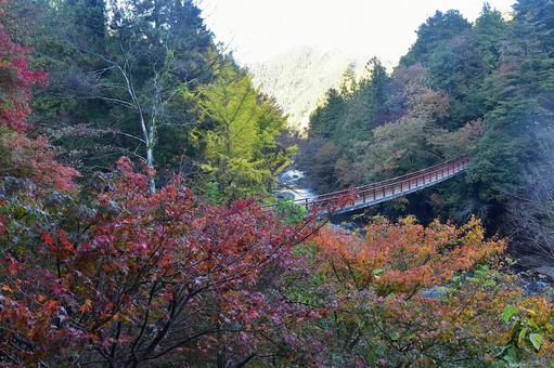 早朝の秋川渓谷の紅葉 早朝の秋川渓谷の紅葉 紅葉,秋,橋の写真素材