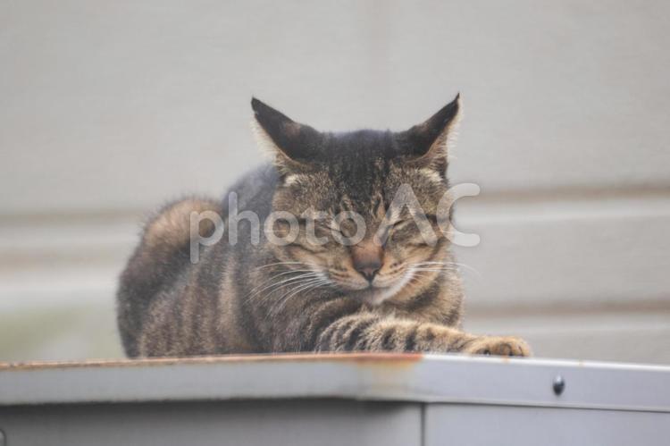 昼寝中の野良猫 ネコ,顔,昼寝の写真素材