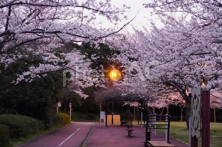 公園のサクラ並木 公園,サクラの木,広場の写真素材