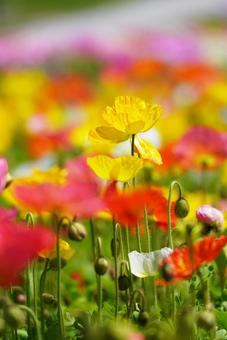 Yamaguchi Flower Land (Poppies), JPG Yamaguchi Flower Land (Poppies), JPG