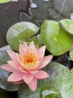 睡蓮 睡蓮 睡蓮,花,植物の写真素材