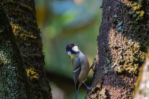 枝にとまるシジュウカラ 枝にとまるシジュウカラの写真