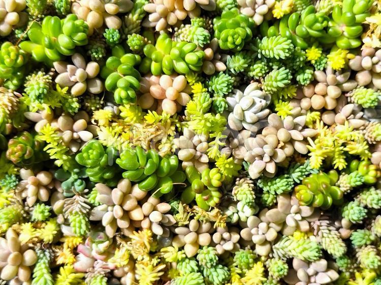 セダムの寄せ植え 多肉植物,植物,セダムの写真素材