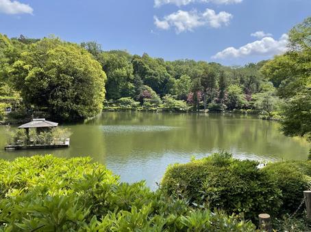 初夏の薬師池 初夏の薬師池 公園,景色,自然の写真素材