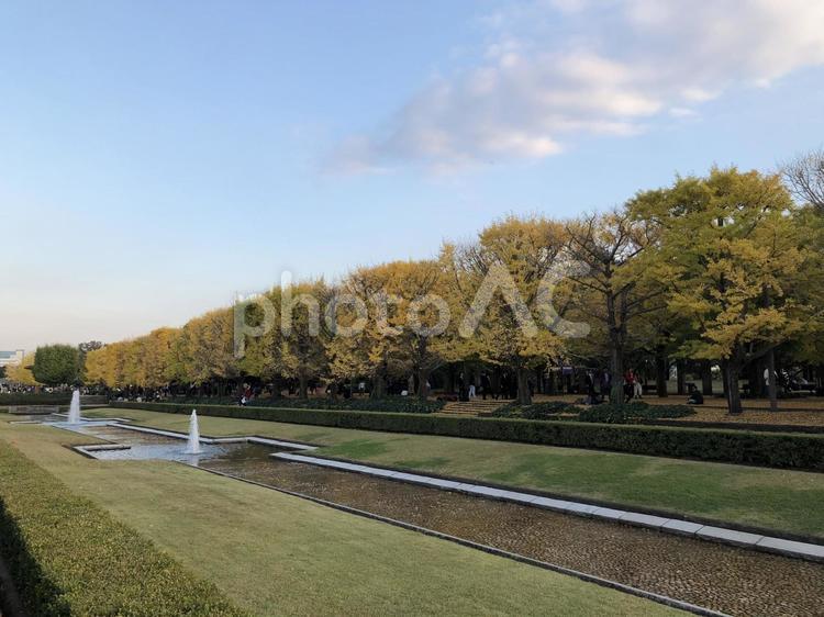 昭和記念公園 昭和記念公園,紅葉,イチョウの写真素材