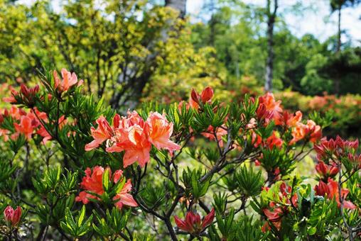 Photo, shinshu, kusaka city, gomi pond blow plateau, 