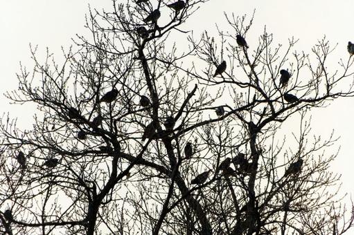 冬木立に群れる野鳥たちのシルエット 冬木立に群れる野鳥たちのシルエット 野鳥,鳥,群れの写真素材