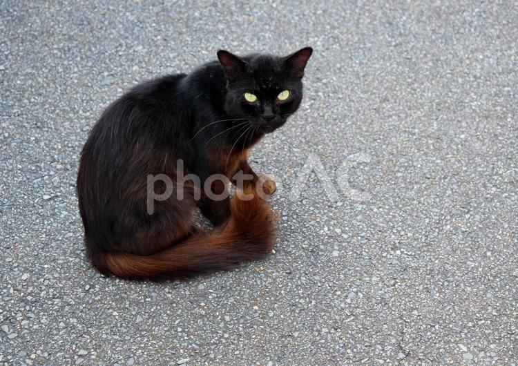 ネコ　野良猫　ねこ　猫　黒猫 黒猫,クロネコ,猫の写真素材