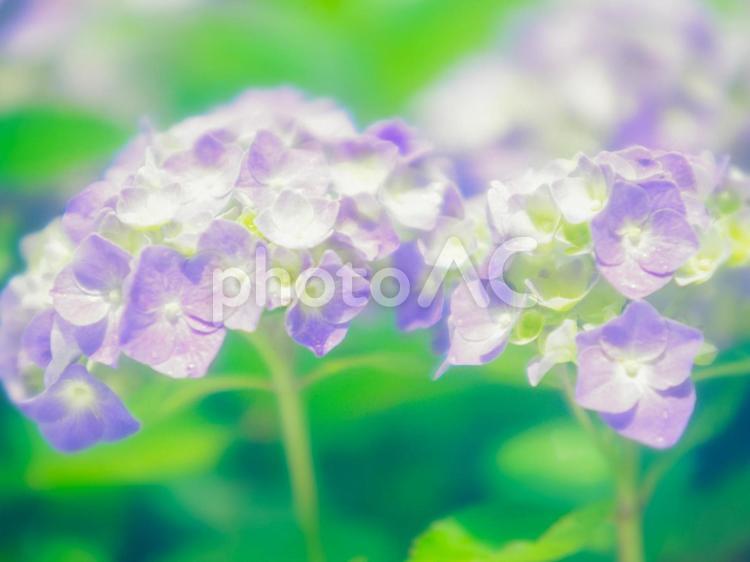 花のイメージ アジサイ,紫陽花,花の写真素材