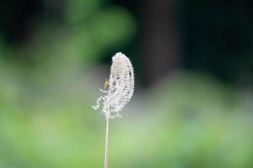 Silver grass ears, JPG