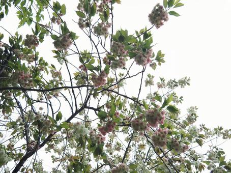 桜の花 桜の花の写真