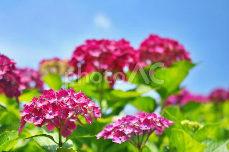 青空とカラフルでかわいいピンクのあじさい あじさい,アジサイ,紫陽花の写真素材