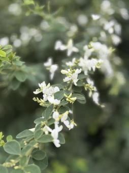 萩の花 萩の花,白萩,秋の花の写真素材