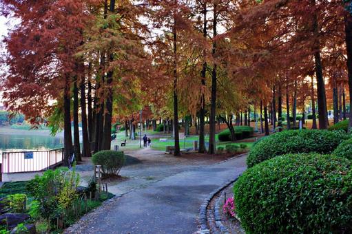	色づくメタセコイアの下の散策路 散策路,散歩道,林の写真素材