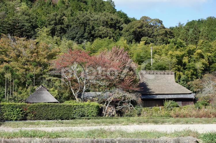 京都嵯峨野の茅葺き民家 京都,嵯峨野,茅葺き屋根の写真素材