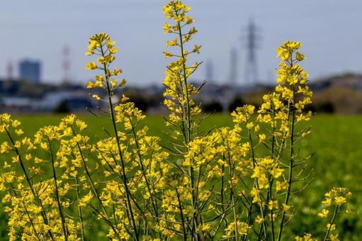 緑を背景にした菜の花 緑を背景にした菜の花の写真