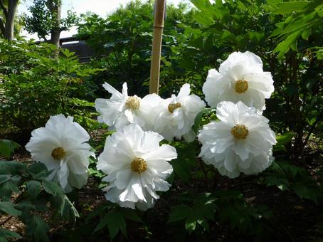 鎌倉の鶴岡八幡宮ぼたん園その５ ぼたん,花,植物の写真素材
