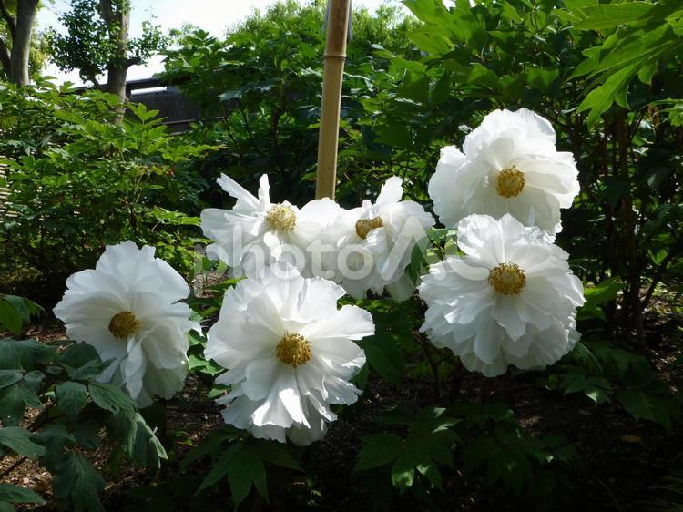 鎌倉の鶴岡八幡宮ぼたん園その５ ぼたん,花,植物の写真素材
