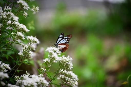 アサギマダラ5 アサギマダラ5の写真
