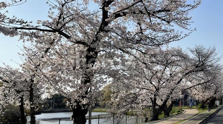 千鳥ヶ淵の桜並木① 桜,サクラ,満開の写真素材