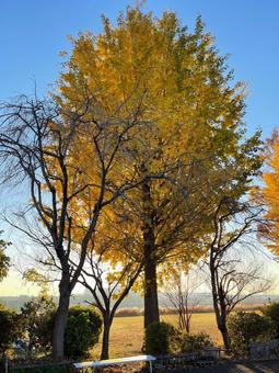 晴天の青空と黄色の紅葉のイチョウ 銀杏,イチョウ,いちょうの写真素材
