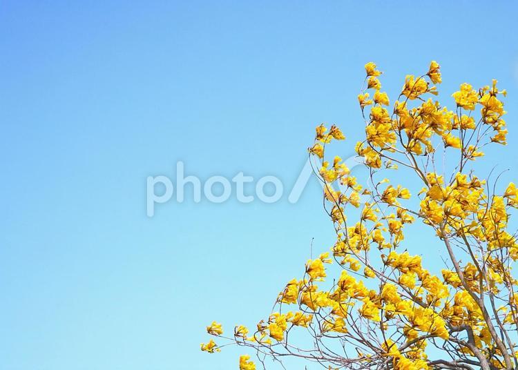 青空に映える黄色の花 花,黄色,きれいの写真素材