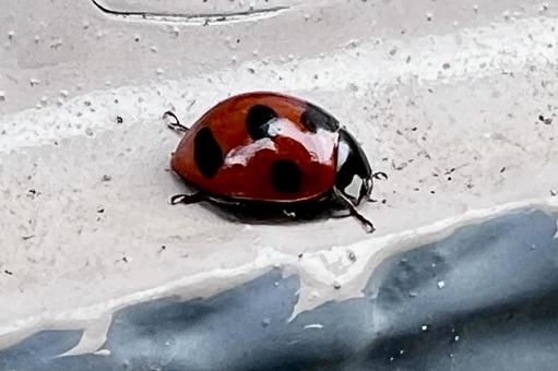 てんとうむしの写真