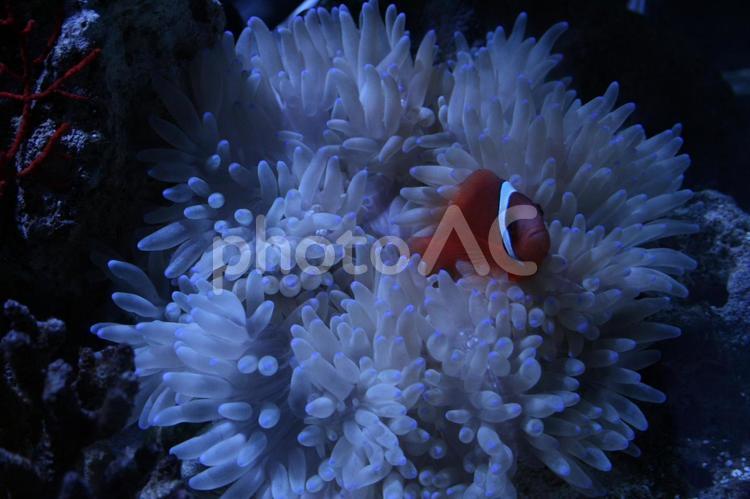アクアリウム Aquarium（海水魚）ハマクマノミとシライトイソギンチャク -004 アクアリウム,熱帯魚,ニモの写真素材