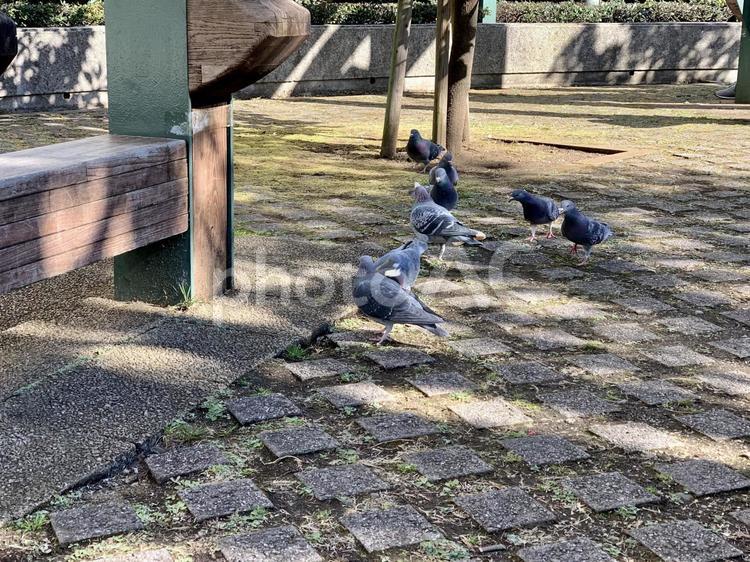 NTTドコモ代々木ビル向かいの小さな憩いの場（都会の鳩） 屋外,ベンチ,外の写真素材