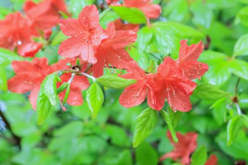 Azalea, JPG Azalea, JPG