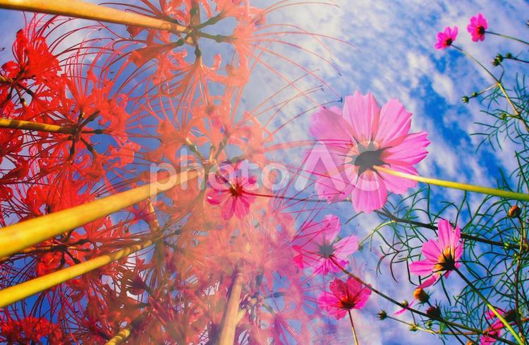 秋の日の爽やかな空とコスモス畑の素材 コスモス,秋桜,花の写真素材