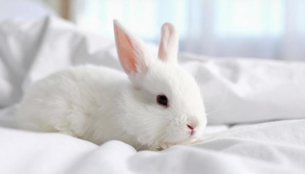 子ウサギ白B4の写真