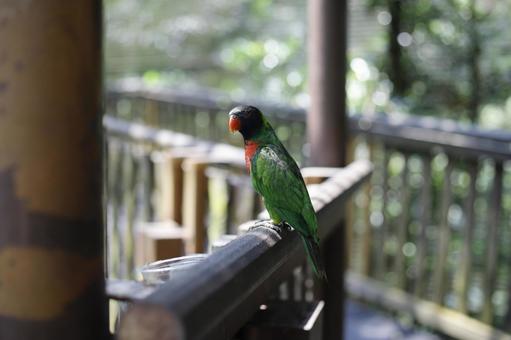 緑色の鳥の写真