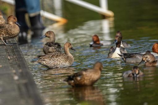 池を泳ぐオナガガモ 池を泳ぐオナガガモの写真
