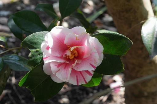 Photo, camellia, four sea waves, spring flower, 