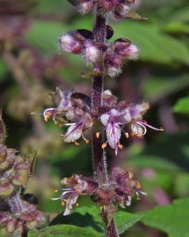 アフリカン・ブルー･バジル アフリカン,ブルー,バジルの写真素材