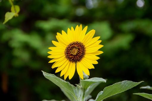 ヒマワリの花 ヒマワリの花の写真