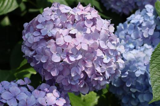ピンクの紫陽花 ピンクの紫陽花の写真