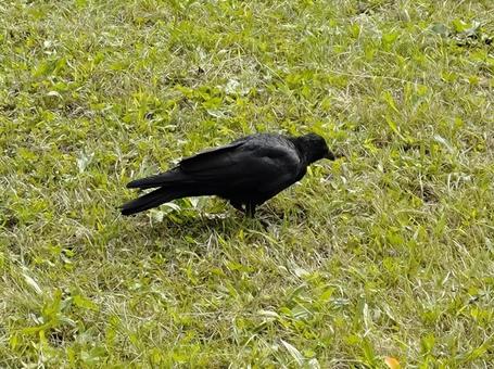 公園のカラス 公園のカラスの写真