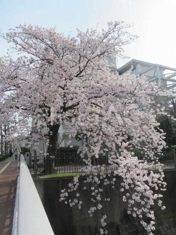 ３月下旬・河川に枝垂れるソメイヨシノ 木,花,桜の木の写真素材