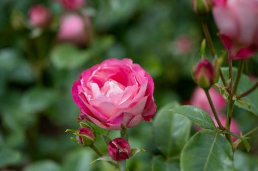 薔薇 薔薇の写真