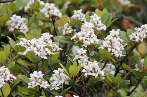シャリンバイ・車輪梅　咲く風景 シャリンバイ,花木,５弁花の写真素材