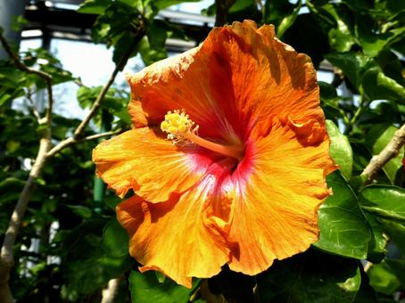 花びらにシワのよった温室のハイビスカス ハイビスカス,花,植物の写真素材