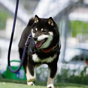 ドッグランを歩く豆柴 ドッグランを歩く豆柴 犬,柴犬,豆柴の写真素材