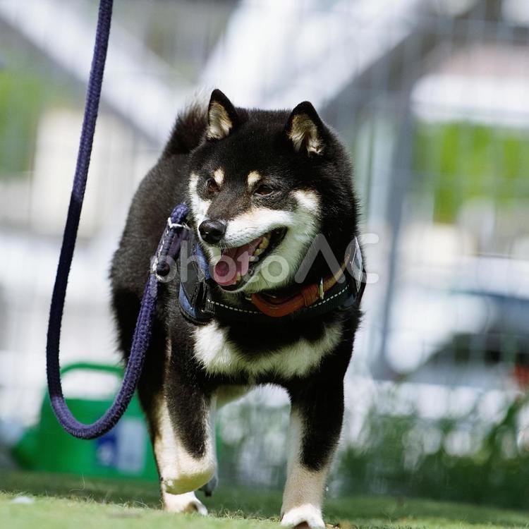歩くワンコ（柴犬・豆柴） 犬,柴犬,黒柴の写真素材