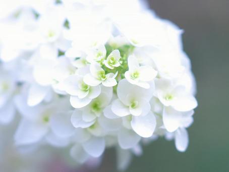 美しい紫陽花 美しい紫陽花の写真