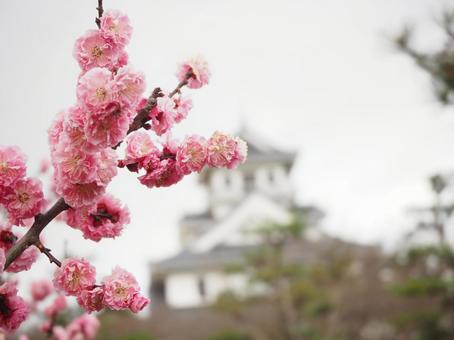 長浜城バックの梅 長浜城バックの梅 梅,ピンク,城の写真素材